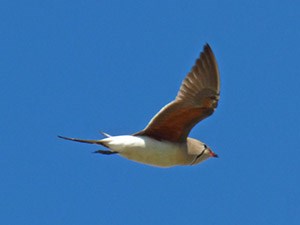 Collared Pratincole - Glareola pratincola © John Muddeman